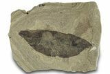 Fossil Laurel Leaf (Persea) - Green River Formation, Utah #323324-1